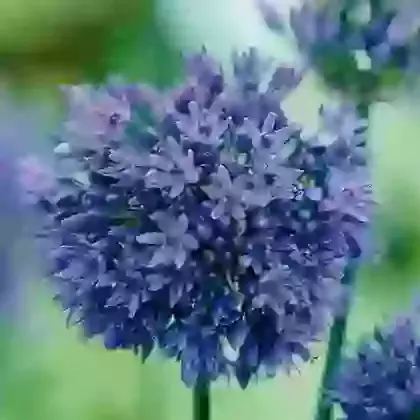 Caeruleum